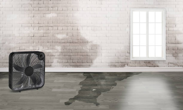 Best Professional water damage repair  in Cross Plains, WI